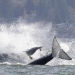 Nesta foto fornecida por Charvet Drucker, uma foca salta no ar para escapar das baleias orcas no domingo, 2 de novembro de 2025, na passagem Saratoga entre Camano e Whidbey Island, ao norte de Seattle, Washington. / Crédito: Charvet Drucker / AP