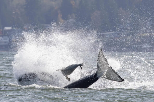 Nesta foto fornecida por Charvet Drucker, uma foca salta no ar para escapar das baleias orcas no domingo, 2 de novembro de 2025, na passagem Saratoga entre Camano e Whidbey Island, ao norte de Seattle, Washington. / Crédito: Charvet Drucker / AP