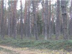 Fotógrafo fica chocado quando a câmera captura uma criatura inesperada se movendo pela floresta lituana: ‘Não pude acreditar no que vi’ Yahoo news home