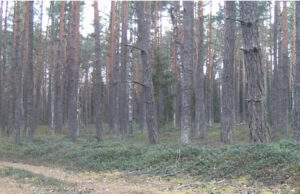 Fotógrafo fica chocado quando a câmera captura uma criatura inesperada se movendo pela floresta lituana: ‘Não pude acreditar no que vi’ Yahoo news home