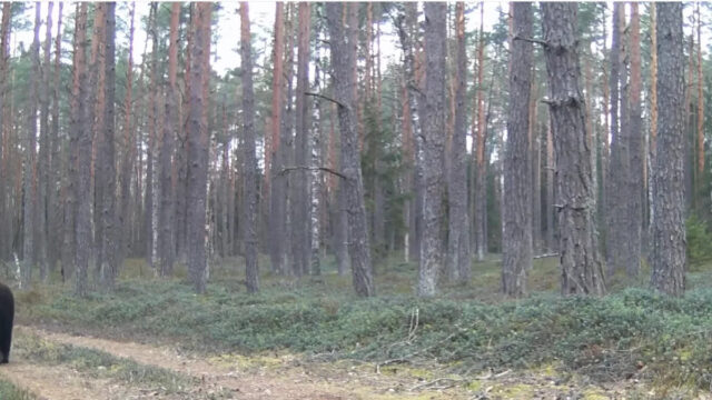 Fotógrafo fica chocado quando a câmera captura uma criatura inesperada Yahoo news home