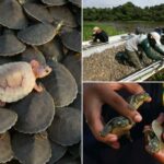 Fotos impressionantes mostram filhotes de tartarugas gigantes do rio Amazonas