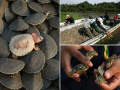 Fotos impressionantes mostram filhotes de tartarugas gigantes do rio Amazonas Fotos impressionantes mostram filhotes de tartarugas gigantes do rio Amazonas