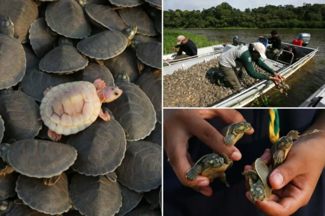 Fotos impressionantes mostram filhotes de tartarugas gigantes do rio Amazonas Fotos impressionantes mostram filhotes de tartarugas gigantes do rio Amazonas