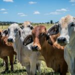 'Frankenmilk': Trabalhistas esclarecem posição sobre a obrigatoriedade de aditivos redutores de metano