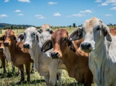 ‘Frankenmilk’: Trabalhistas esclarecem posição sobre a obrigatoriedade de aditivos redutores de metano 'Frankenmilk': Trabalhistas esclarecem posição sobre a obrigatoriedade de aditivos redutores de metano