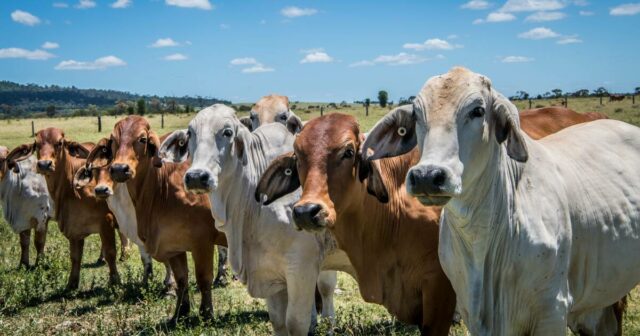 'Frankenmilk': Trabalhistas esclarecem posição sobre a obrigatoriedade de aditivos redutores de metano
