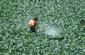 Fundadores adolescentes arrecadam US$ 6 milhões para reinventar pesticidas usando IA – e convencem Paul Graham a participar Fundadores adolescentes arrecadam US$ 6 milhões para reinventar pesticidas usando IA – e convencem Paul Graham a participar