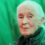 Funeral da conservacionista de renome mundial Jane Goodall
