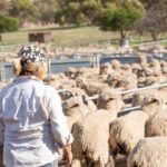 Ganhos de sustentabilidade: onde o setor ovino se destaca, onde fica aquém