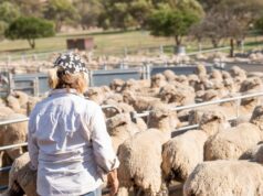 Ganhos de sustentabilidade: onde o setor ovino se destaca, onde fica aquém Ganhos de sustentabilidade: onde o setor ovino se destaca, onde fica aquém