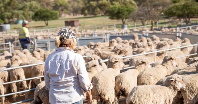 Ganhos de sustentabilidade: onde o setor ovino se destaca, onde Ganhos de sustentabilidade: onde o setor ovino se destaca, onde fica aquém