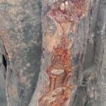 Gary Iskak supostamente não estava usando capacete durante o acidente mortal, a aparência da árvore que foi atingida deixa você doente!