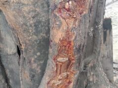 Gary Iskak supostamente não estava usando capacete durante o acidente mortal, a aparência da árvore que foi atingida deixa você doente! Gary Iskak supostamente não estava usando capacete durante o acidente mortal, a aparência da árvore que foi atingida deixa você doente!