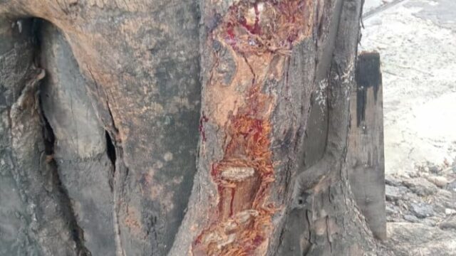 Gary Iskak supostamente não estava usando capacete durante o acidente mortal, a aparência da árvore que foi atingida deixa você doente!
