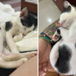 Stray cat found in Vietnam