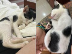 Gato de rua encontrado em uma lixeira no Vietnã – então turista decide salvá-lo Stray cat found in Vietnam