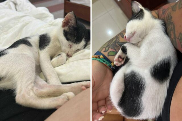 Gato de rua encontrado em uma lixeira no Vietnã – Stray cat found in Vietnam