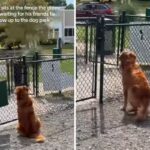 Golden retriever waiting in dog park for friend