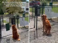 Golden Retriever chora sozinho esperando um amigo brincar com ele no parque Golden retriever waiting in dog park for friend