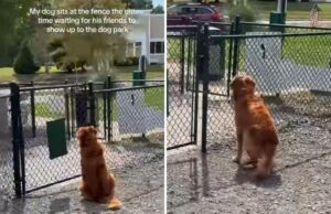 Golden Retriever chora sozinho esperando um amigo brincar com ele no parque Golden retriever waiting in dog park for friend