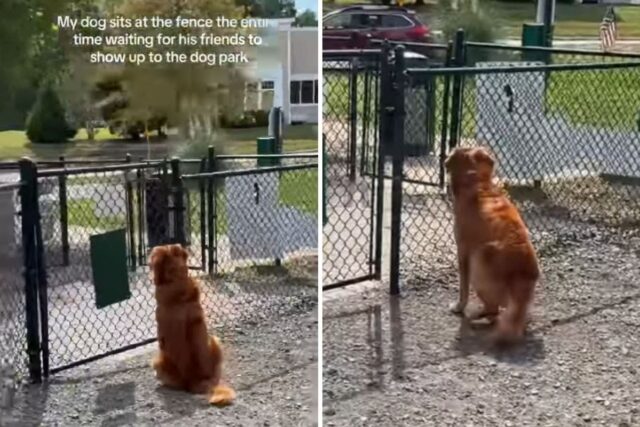 Golden retriever waiting in dog park for friend