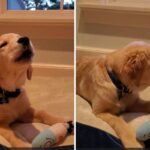 Golden retriever puppy howling