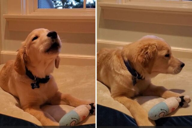 Golden Retriever imitando sons de brinquedos infantis é o animal Golden retriever puppy howling
