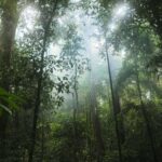 Light filters through the Amazon rainforest.