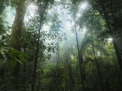 Google comprará créditos de carbono de enorme projeto de reflorestamento da Amazônia Light filters through the Amazon rainforest.