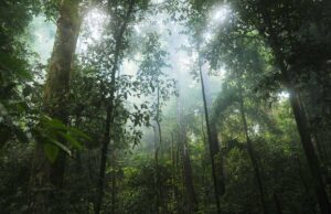 Google comprará créditos de carbono de enorme projeto de reflorestamento da Amazônia Light filters through the Amazon rainforest.