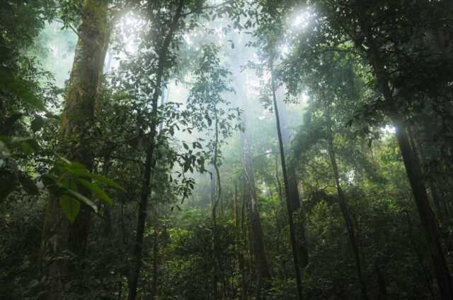 Google comprará créditos de carbono de enorme projeto de reflorestamento Light filters through the Amazon rainforest.