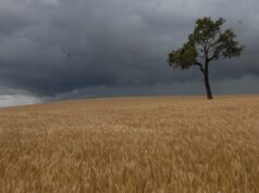 Granizo e chuva são uma praga no horizonte de colheita para a família Lindley em Westonia Granizo e chuva são uma praga no horizonte de colheita para a família Lindley em Westonia