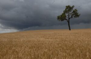 Granizo e chuva são uma praga no horizonte de colheita para a família Lindley em Westonia Granizo e chuva são uma praga no horizonte de colheita para a família Lindley em Westonia