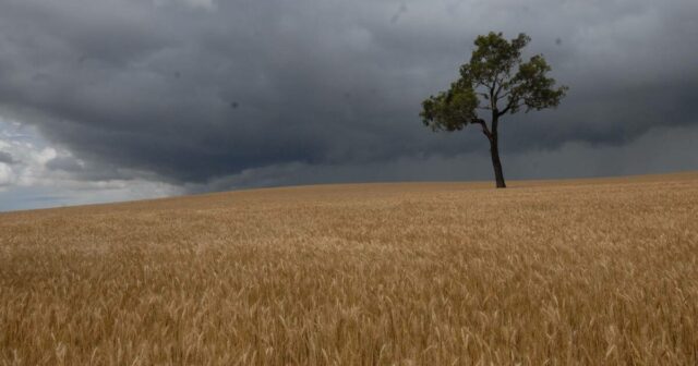 Granizo e chuva são uma praga no horizonte de colheita para a família Lindley em Westonia
