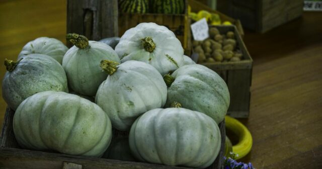 Grupo de jovens convida todos os jovens agricultores para celebrar o Dia Nacional da Agricultura
