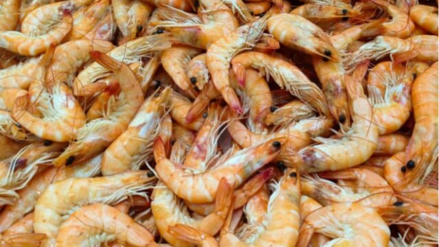 Haverá um certificado especial para camarão exportado pela Indonésia que esteja livre de radiação radioativa
