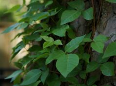 Hera venenosa, carvalho venenoso e erupção cutânea com sumagre venenoso hera venenosa