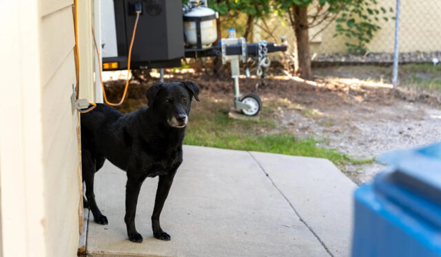 Homem captura imagens chocantes após encontrar visitante inesperado na garagem: Yahoo news home