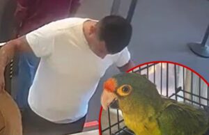 Homem com grande protuberância preso na fronteira com pássaros ameaçados de extinção nas calças homem contrabandeia periquitos principal Ministério Público dos EUA, Distrito Sul da Califórnia