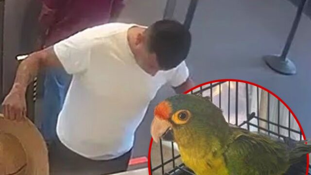 homem contrabandeia periquitos principal Ministério Público dos EUA, Distrito Sul da Califórnia