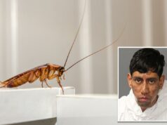 Homem do Novo México supostamente matou duas pessoas a tiros após receber ‘mensagem criptografada’ para matar uma barata Foto de Alexis Hernandez.