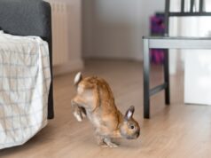 House Bunny ganha irmão e fica histérica com a resposta: ‘Double Stomping’ House Bunny ganha irmão e fica histérica com a resposta: 'Double Stomping'