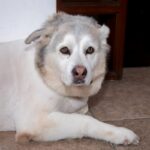 Husky sênior tentando agir como um cachorrinho deixa a Internet de coração partido