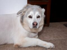 Husky sênior tentando agir como um cachorrinho deixa a Internet de coração partido Husky sênior tentando agir como um cachorrinho deixa a Internet de coração partido