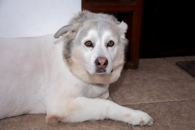 Husky sênior tentando agir como um cachorrinho deixa a Internet de coração partido
