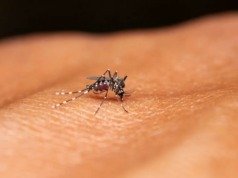 IIT-D desenvolve detergentes inteligentes repelentes de mosquitos para proteger contra a malária IIT-D desenvolve detergentes inteligentes repelentes de mosquitos para proteger contra a malária