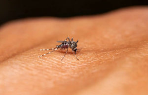 IIT-D desenvolve detergentes inteligentes repelentes de mosquitos para proteger contra a malária IIT-D desenvolve detergentes inteligentes repelentes de mosquitos para proteger contra a malária
