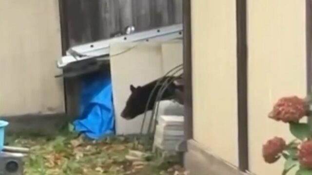 Japão envia exército para impedir ataques de ursos Japão envia exército para impedir ataques de ursos