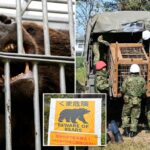 Japão envia tropas para ajudar a combater ataques mortais de ursos